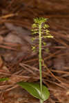 Green adder's-mouth orchid